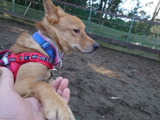 京都の老犬ホーム