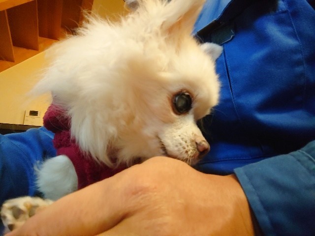 大阪の老犬ホーム