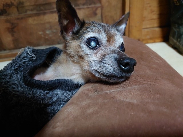 老犬ホーム大阪