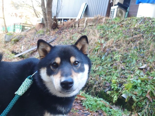 ドッグホテル京都