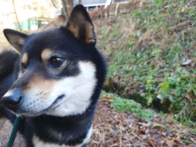 老犬ホーム大阪