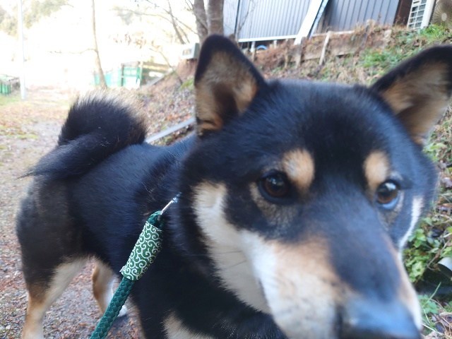 老犬ホーム大阪