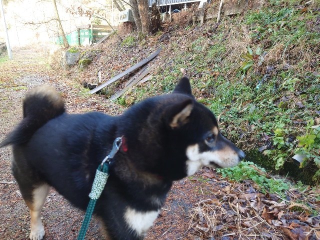 京都のドッグラン