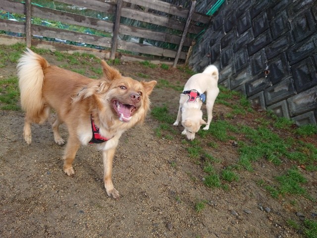 老犬ホーム大阪