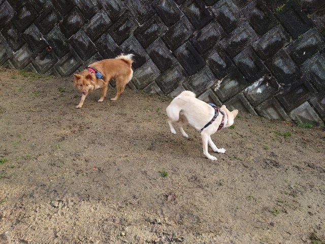 大阪の老犬ホーム