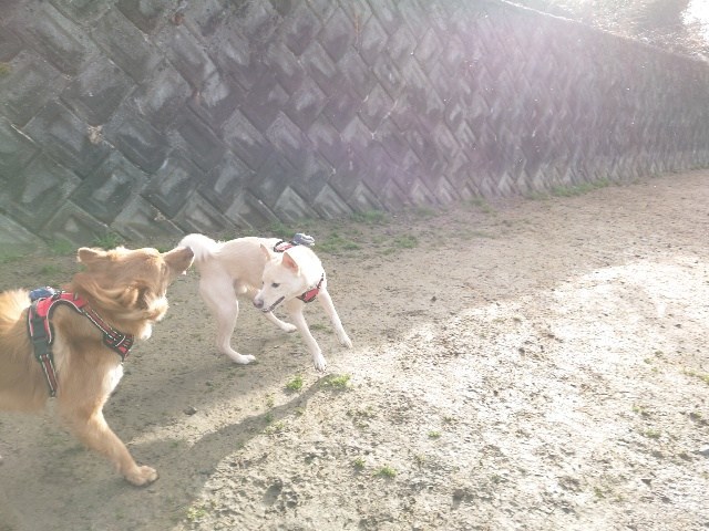 大阪の老犬ホーム