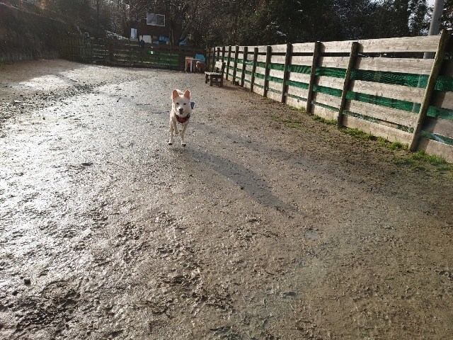 老犬ホーム大阪