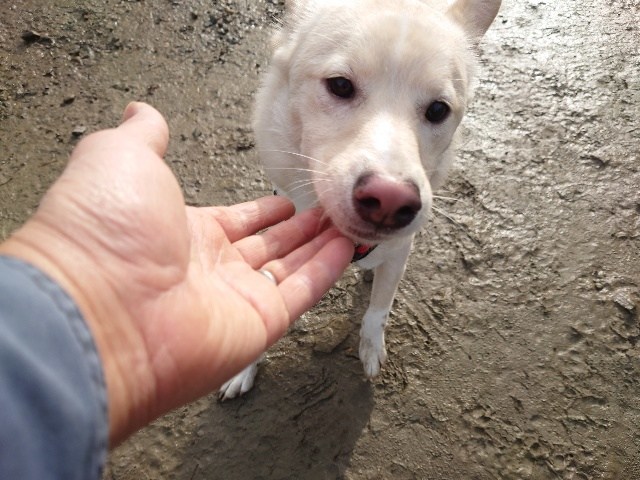 京都の老犬ホーム