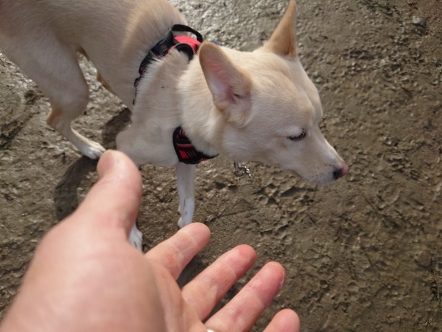 京都の老犬ホーム
