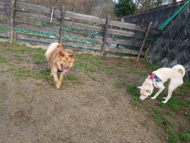 老犬ホーム大阪