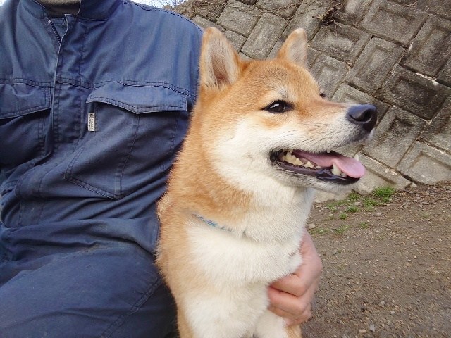 大阪の老犬ホーム