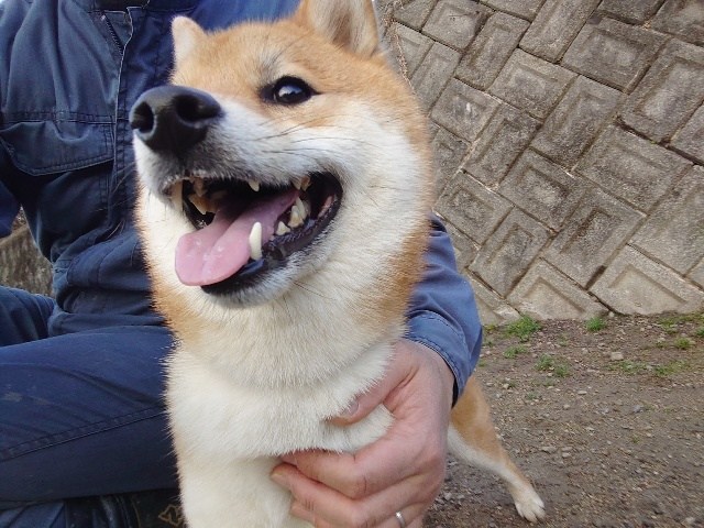 ドッグホテル京都