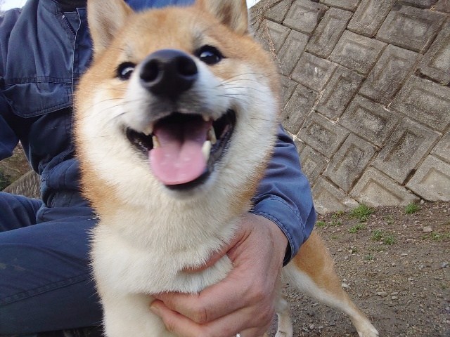 老犬ホーム大阪