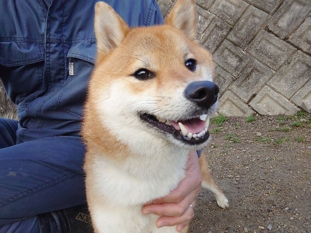 京都の老犬ホーム