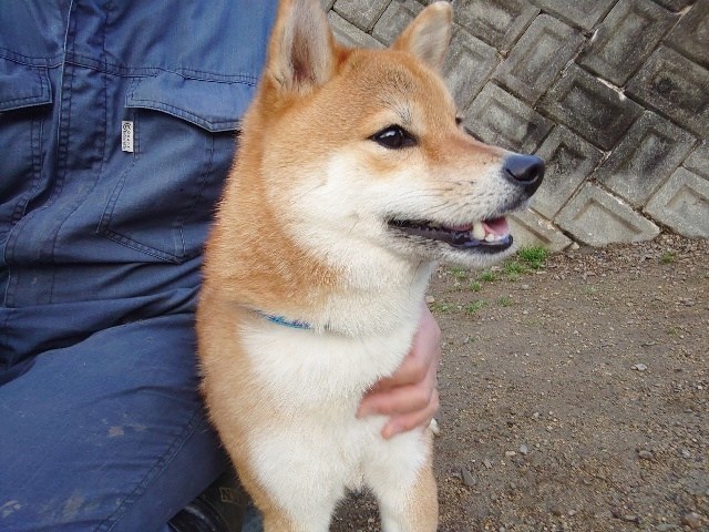 京都のドッグラン
