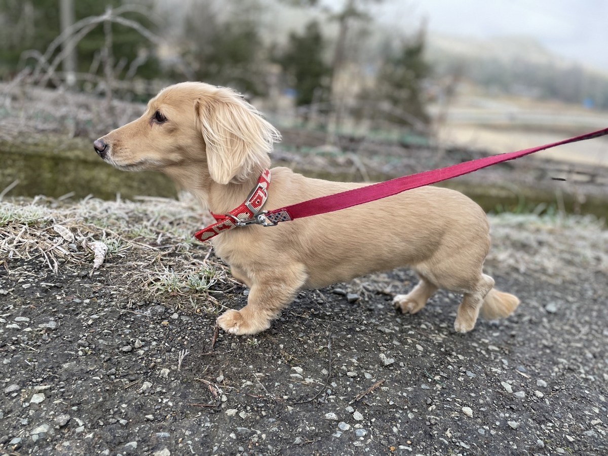 大阪の老犬ホーム