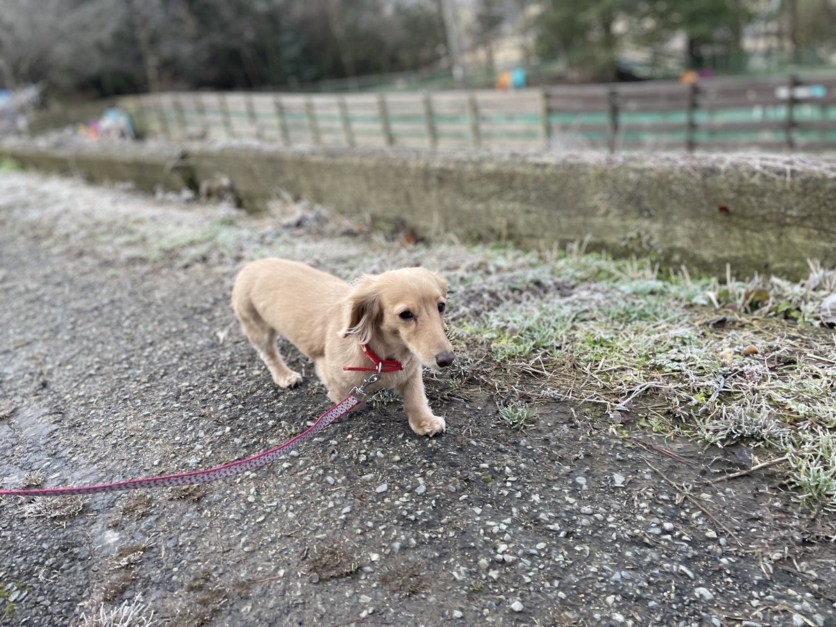 老犬ホーム大阪