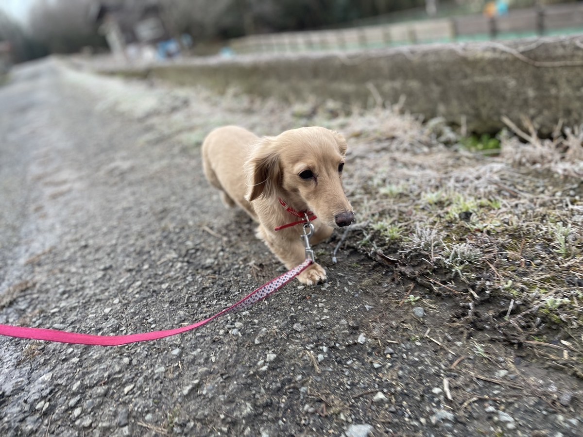 京都の老犬ホーム