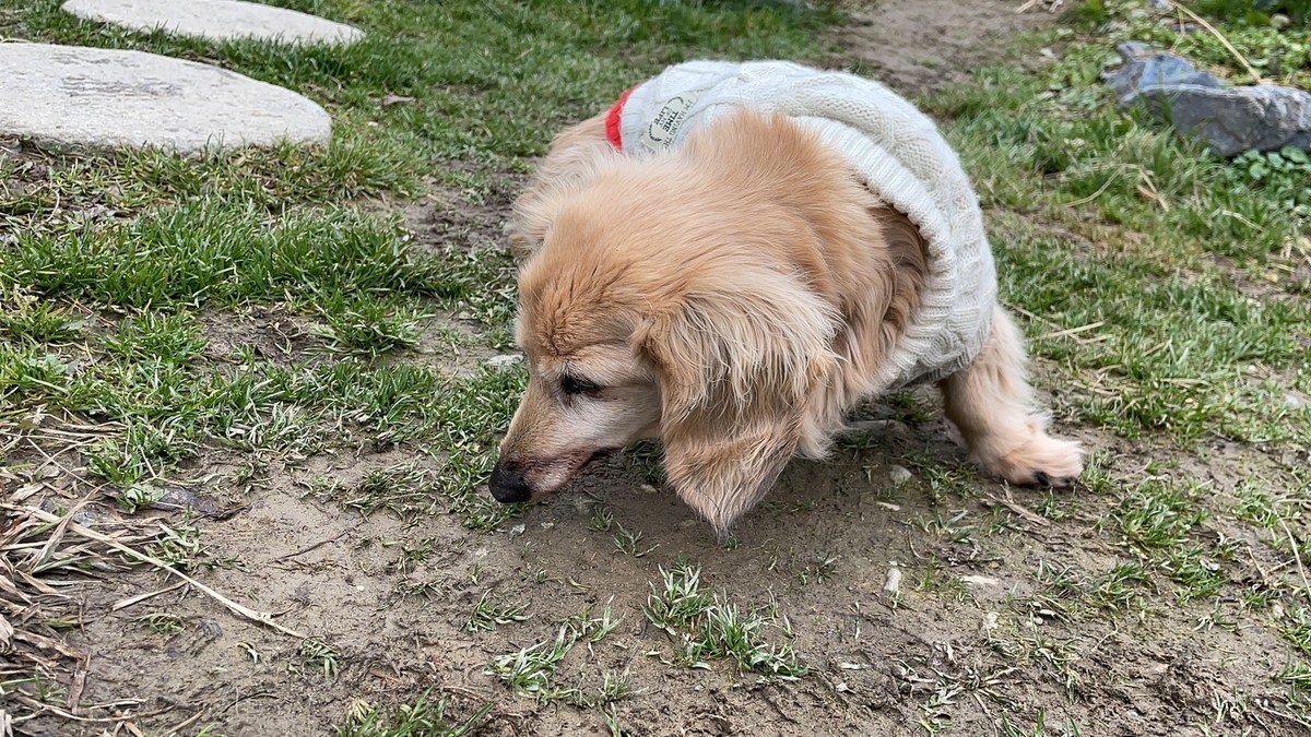 老犬ホーム大阪