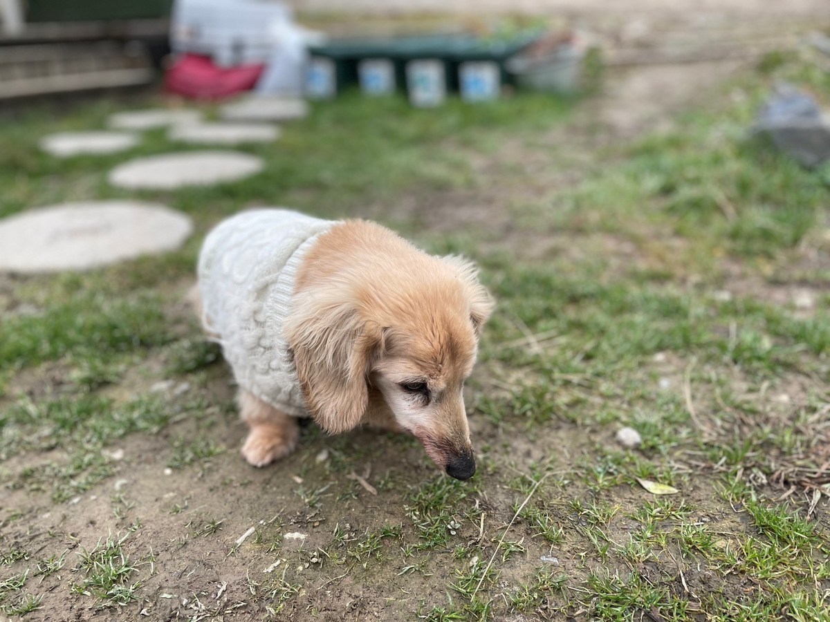 京都の老犬ホーム