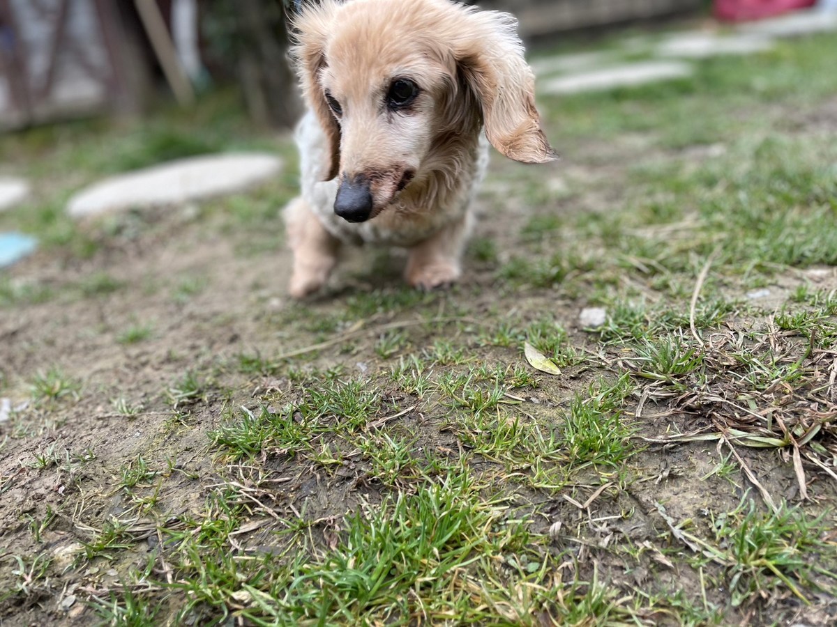 大阪の老犬ホーム