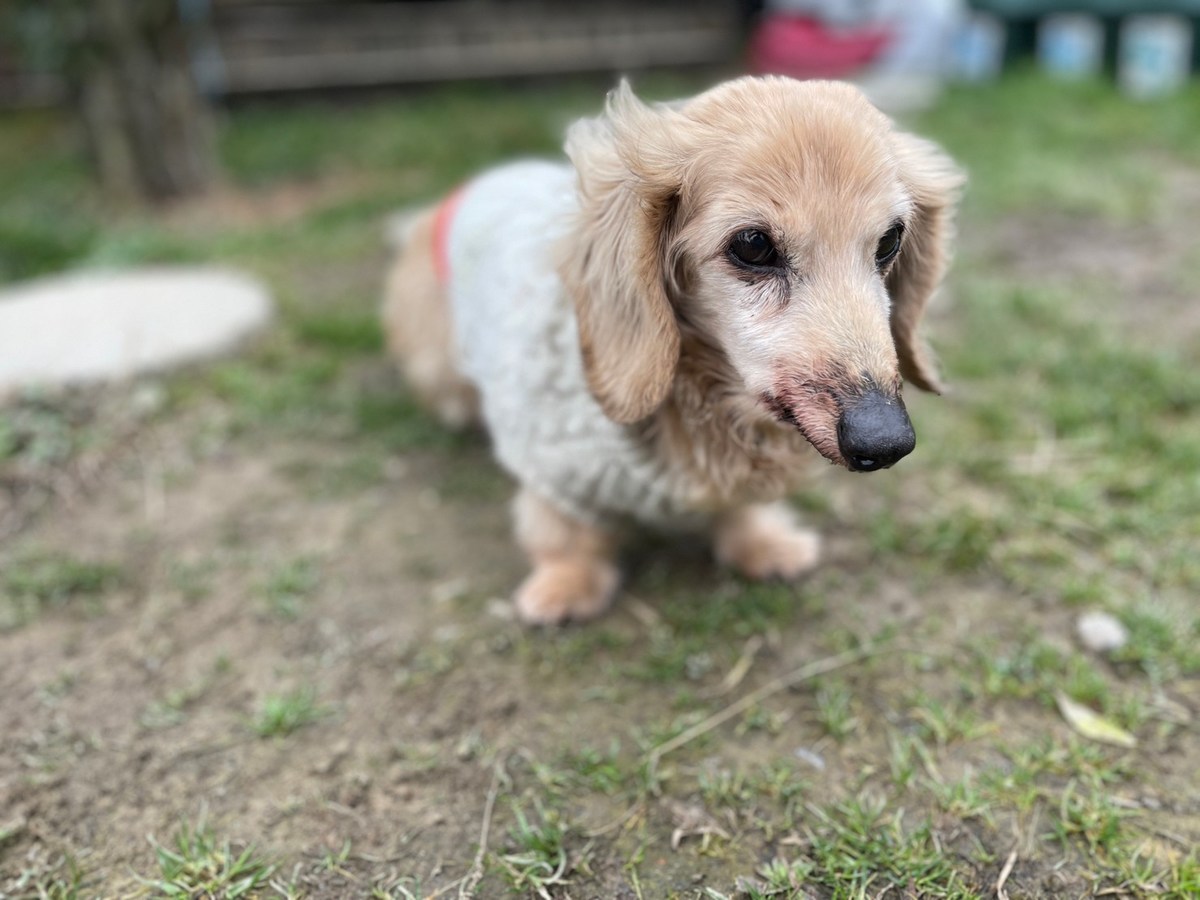 老犬ホーム大阪