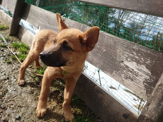 老犬ホーム大阪
