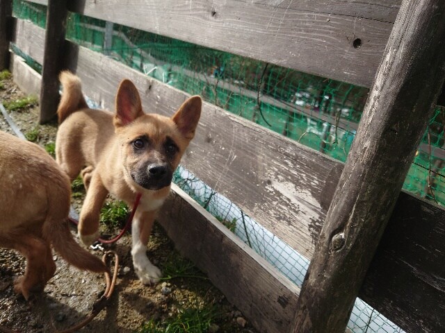 京都の老犬ホーム
