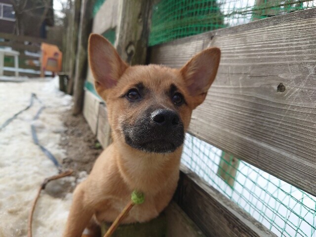 大阪の老犬ホーム
