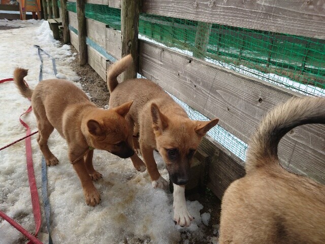 京都のドッグラン