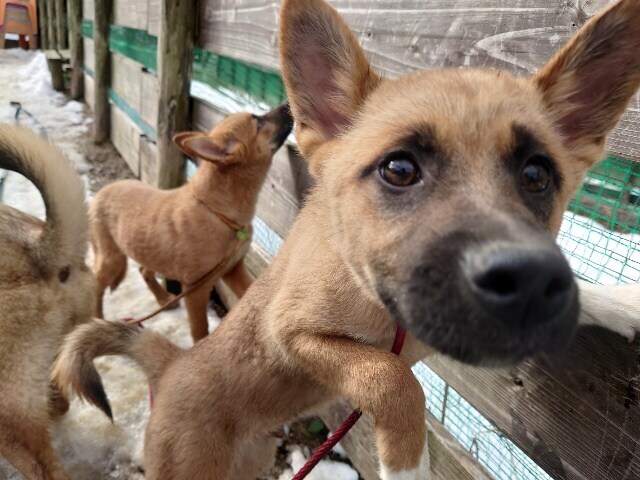 京都の老犬ホーム