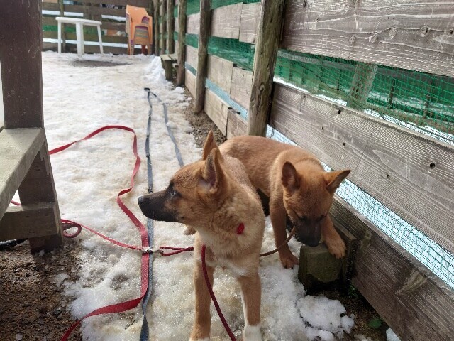 大阪の老犬ホーム