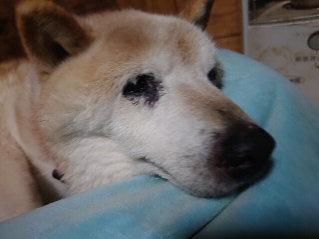 老犬ホーム大阪