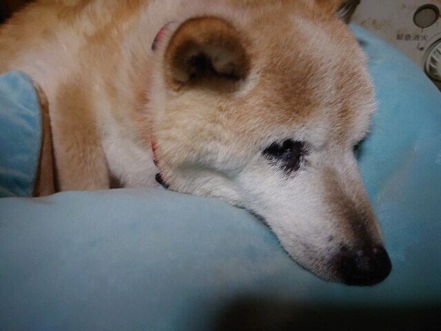 老犬ホーム大阪