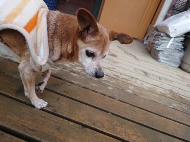 京都の老犬ホーム