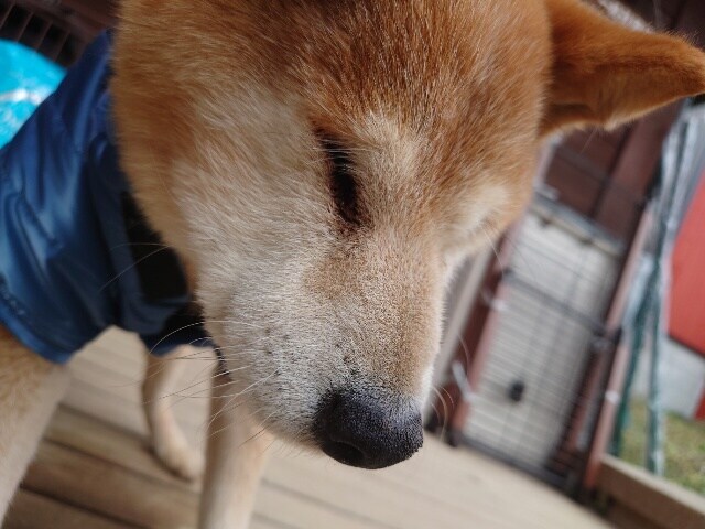 大阪の老犬ホーム