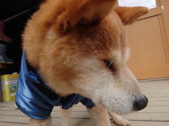 老犬ホーム大阪