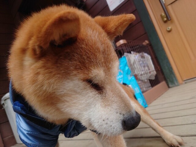 ドッグホテル京都