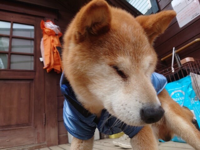 京都の老犬ホーム