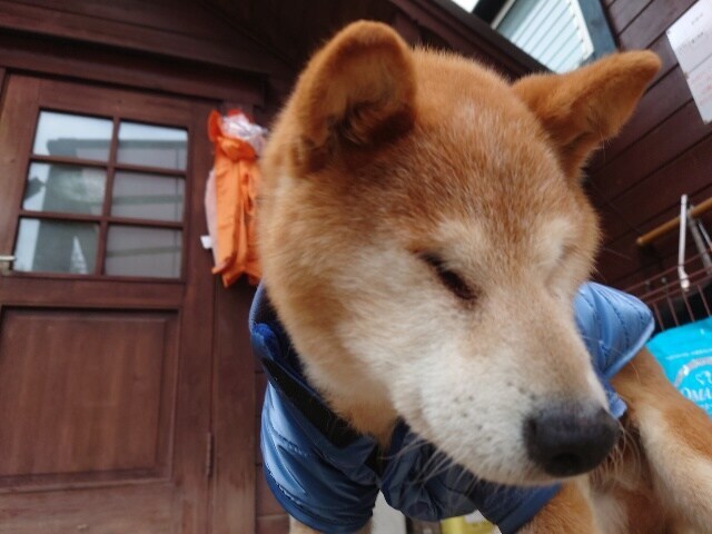 老犬ホーム大阪