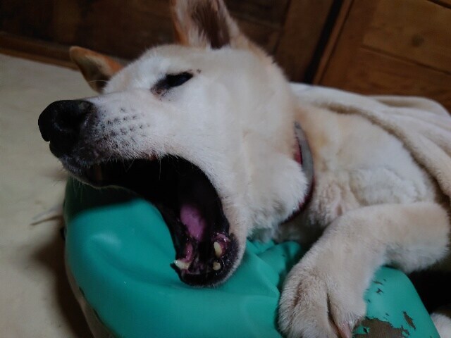 老犬ホーム大阪