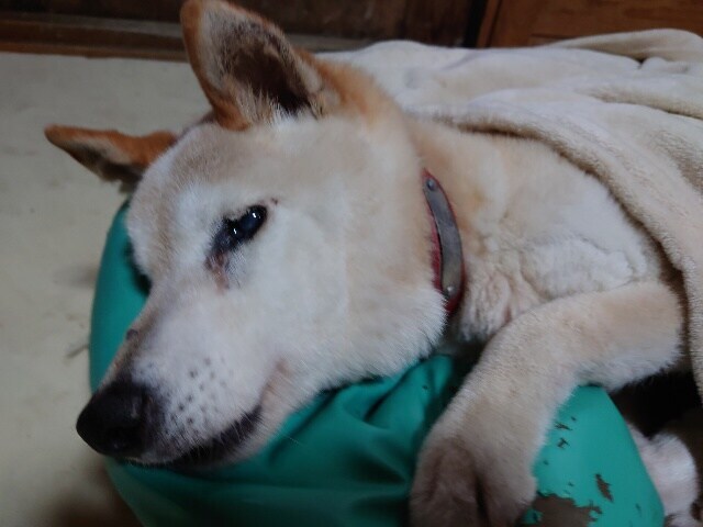 京都の老犬ホーム