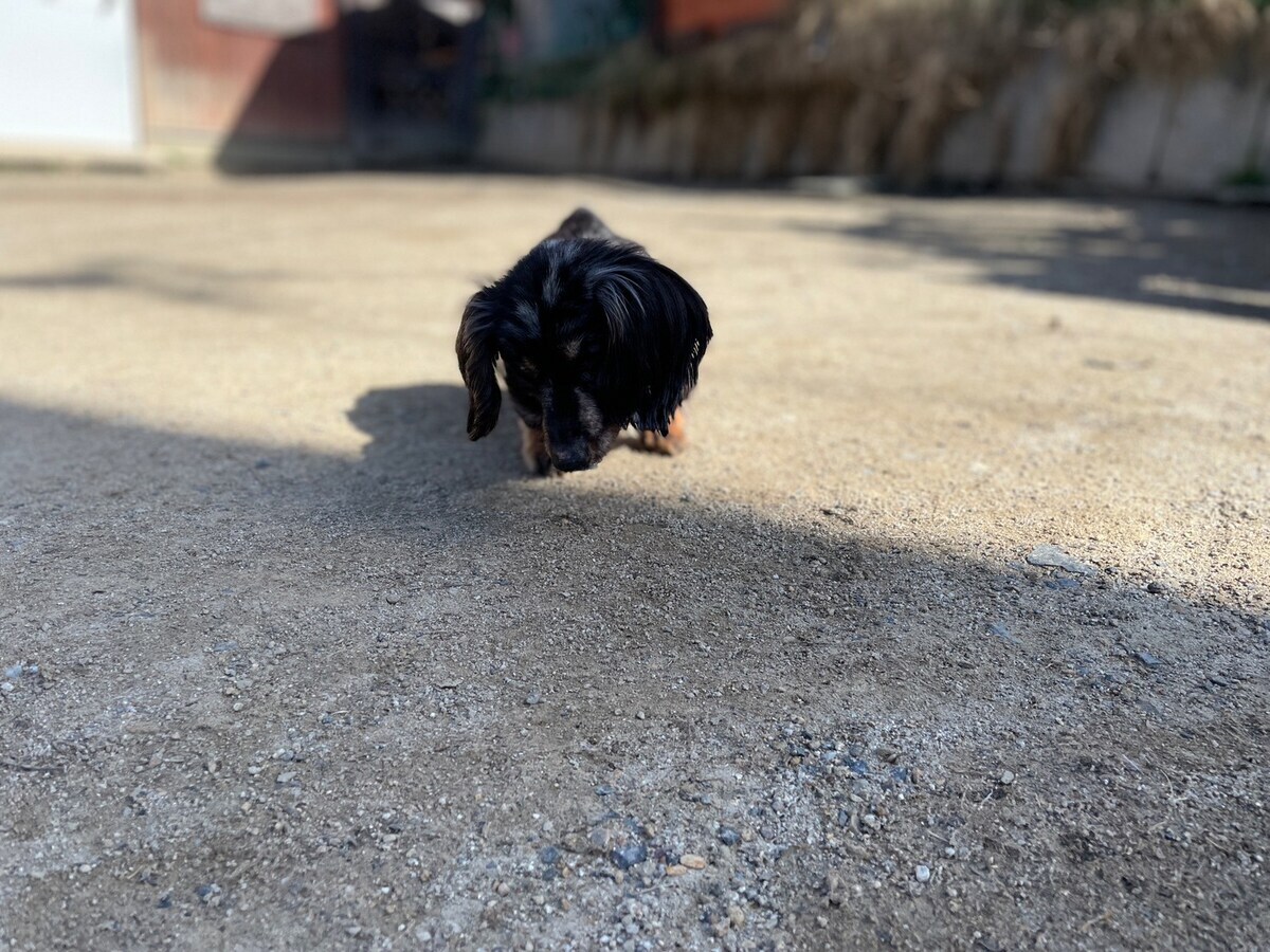 老犬ホーム大阪