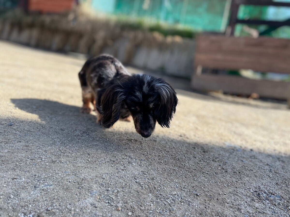 ドッグホテル京都