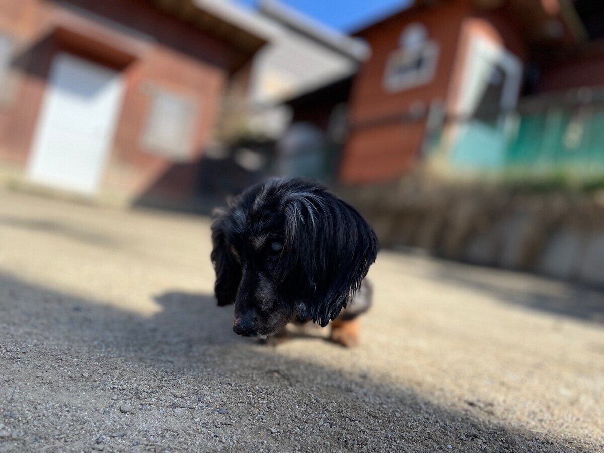 京都のドッグラン