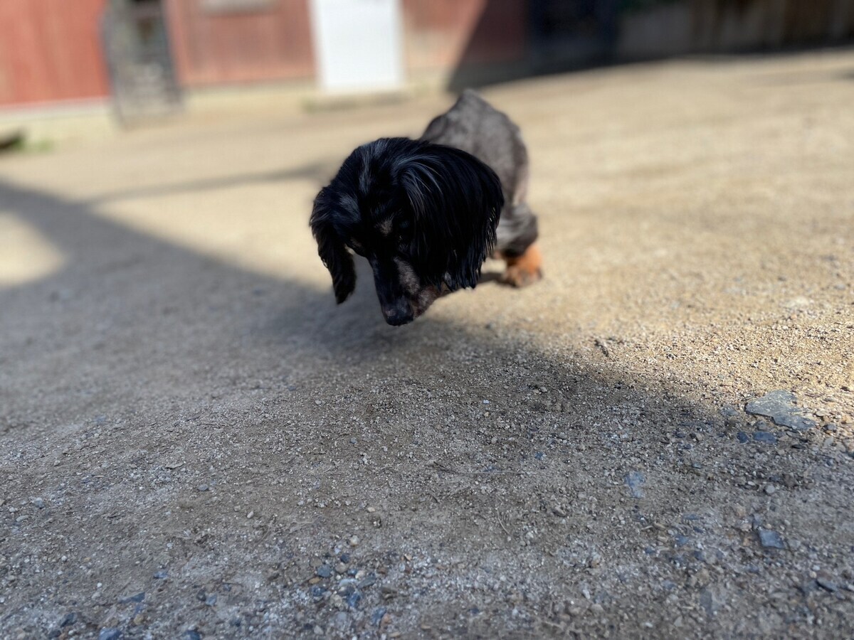 京都の老犬ホーム