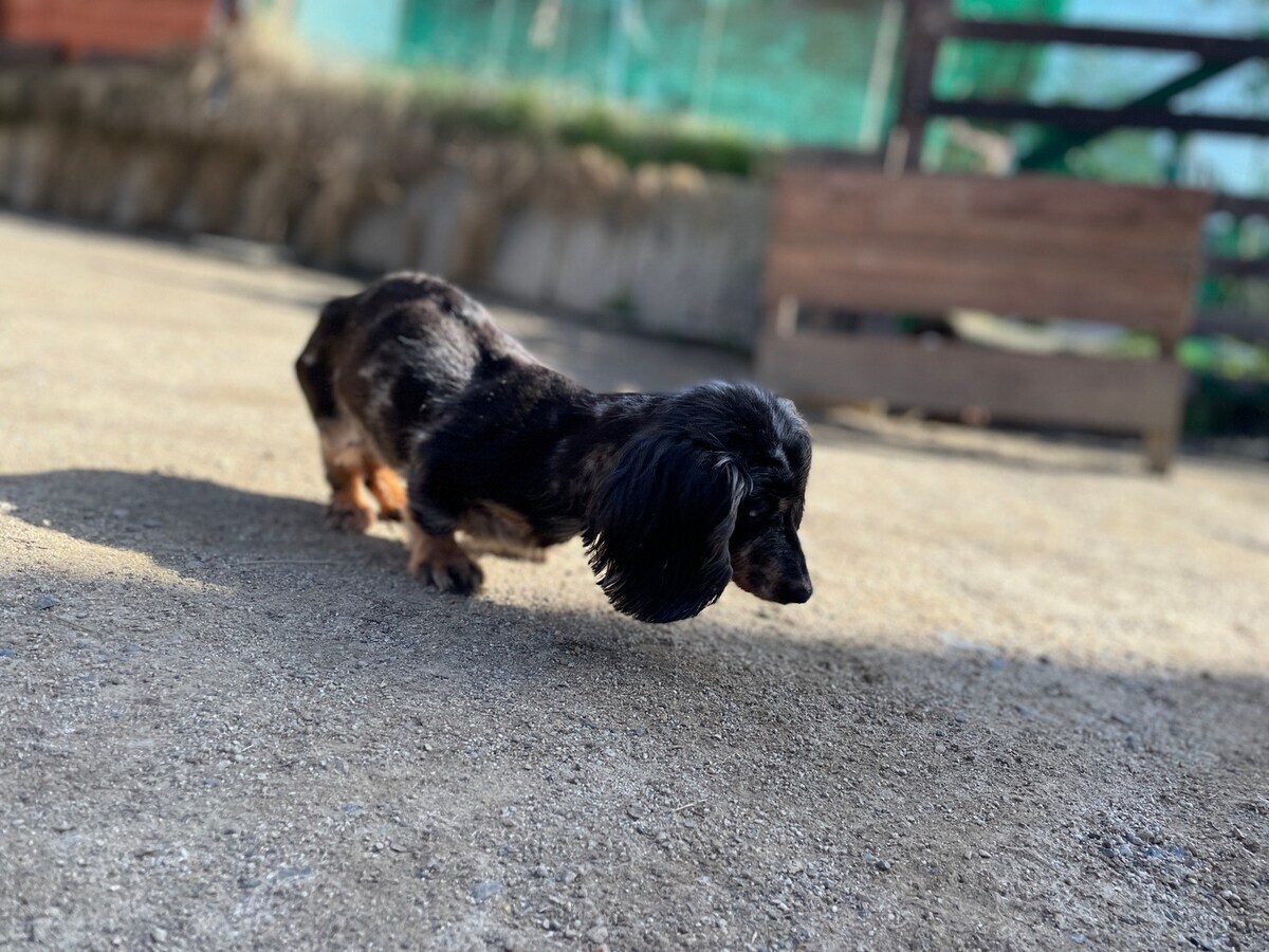 大阪の老犬ホーム