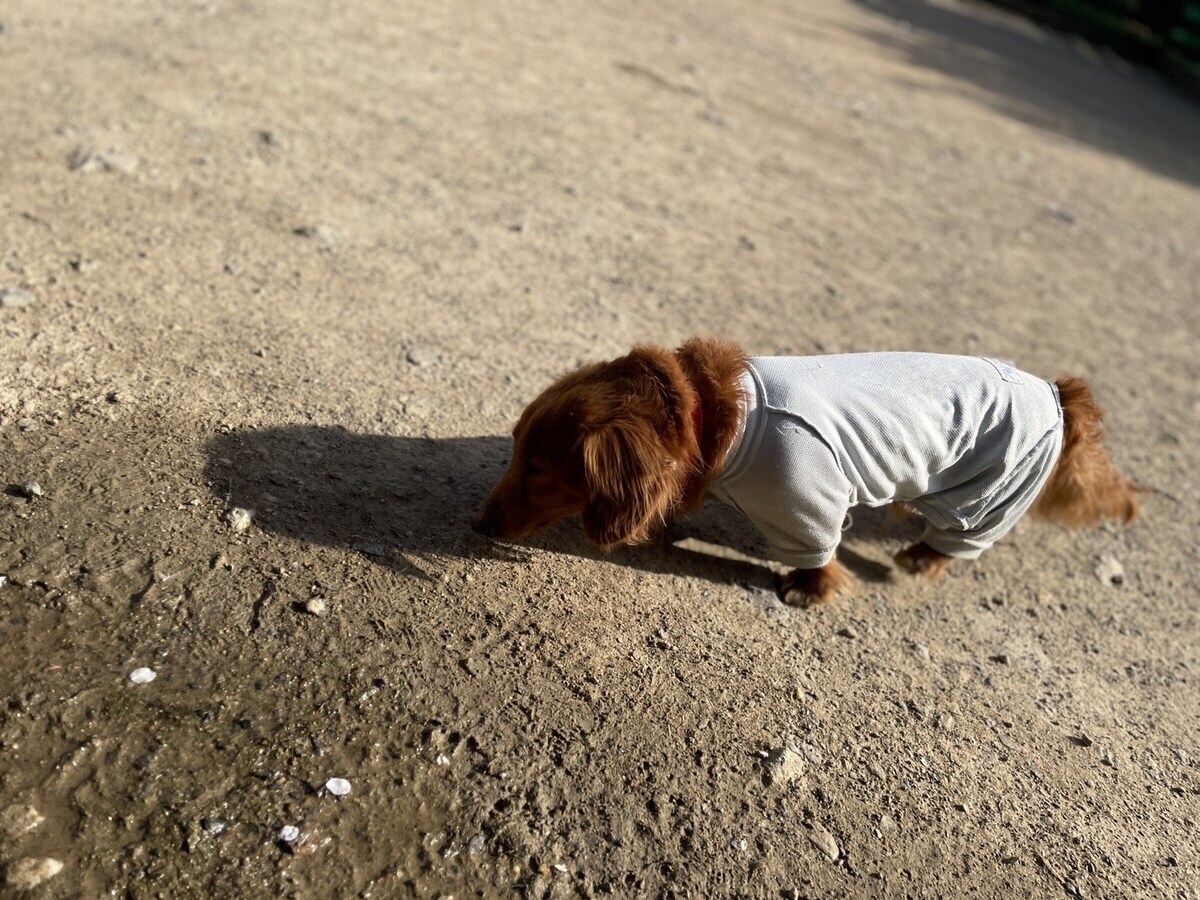 京都の老犬ホーム