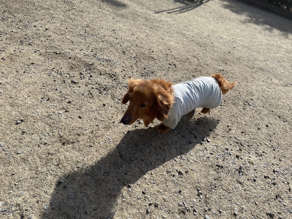 老犬ホームあん