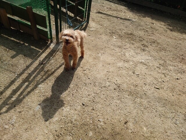 京都の老犬ホーム